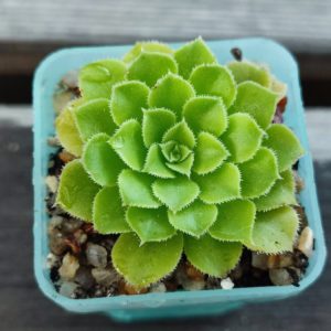 Aeonium Aizoon