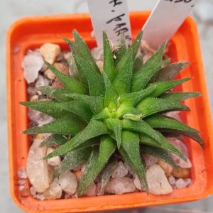 Haworthia parkxiana