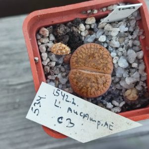 lithops aucampiae c3