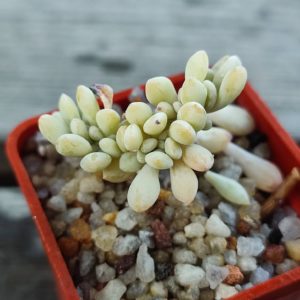 Echeveria pinkline cristata