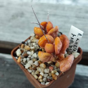 Adromischus Marianae Dadidas SH