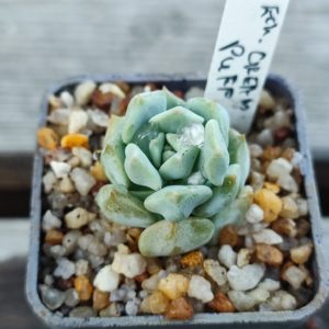 Echeveria cream puff