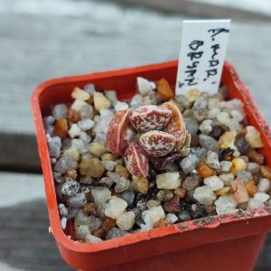 Adromischus Marianae Bryan Makin