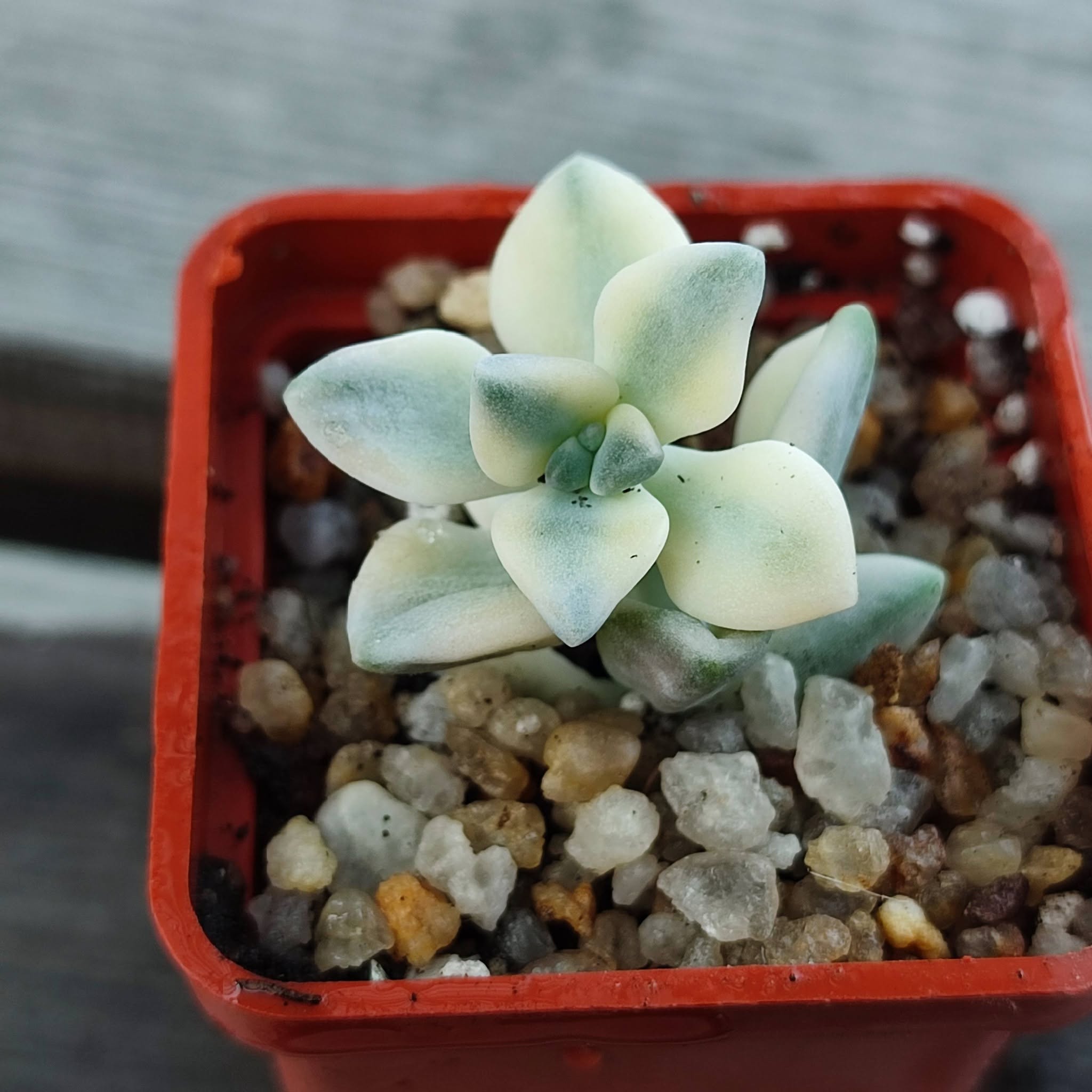 Graptoveria titubans variegata