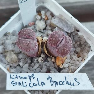 lithops salicola Bacchus