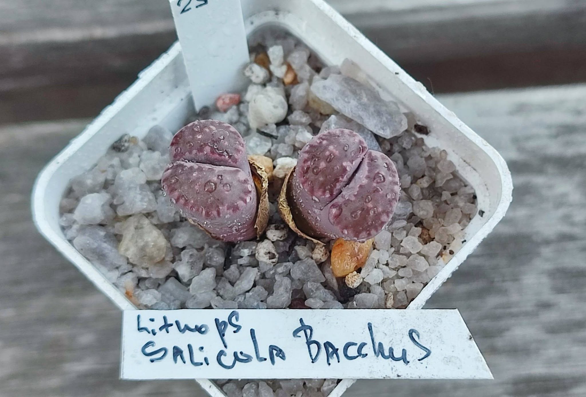 lithops salicola Bacchus