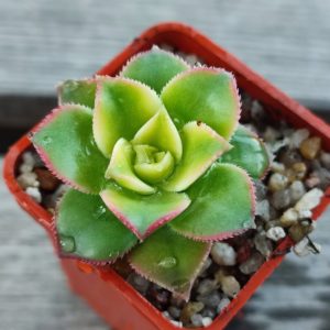 Aeonium kiwi