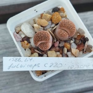 lithops fulviceps c220