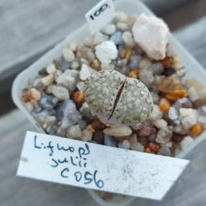 lithops julii C056