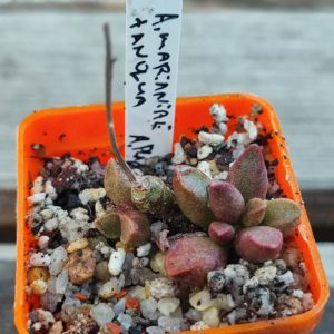 Adromischus Marianae Tanqua A. Plapp