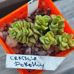 crassula dorothy