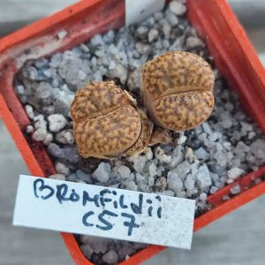 lithops bromfildii C57