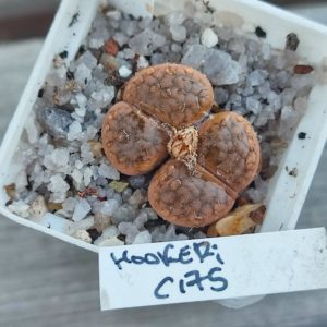 lithops hookeri C175