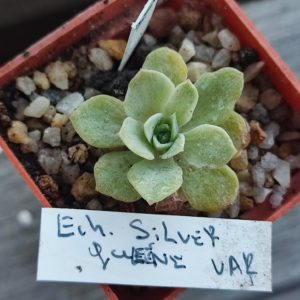 echeveria silver quene