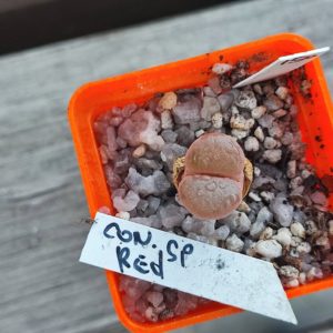 conophytum sp red