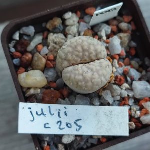 lithops julii C205