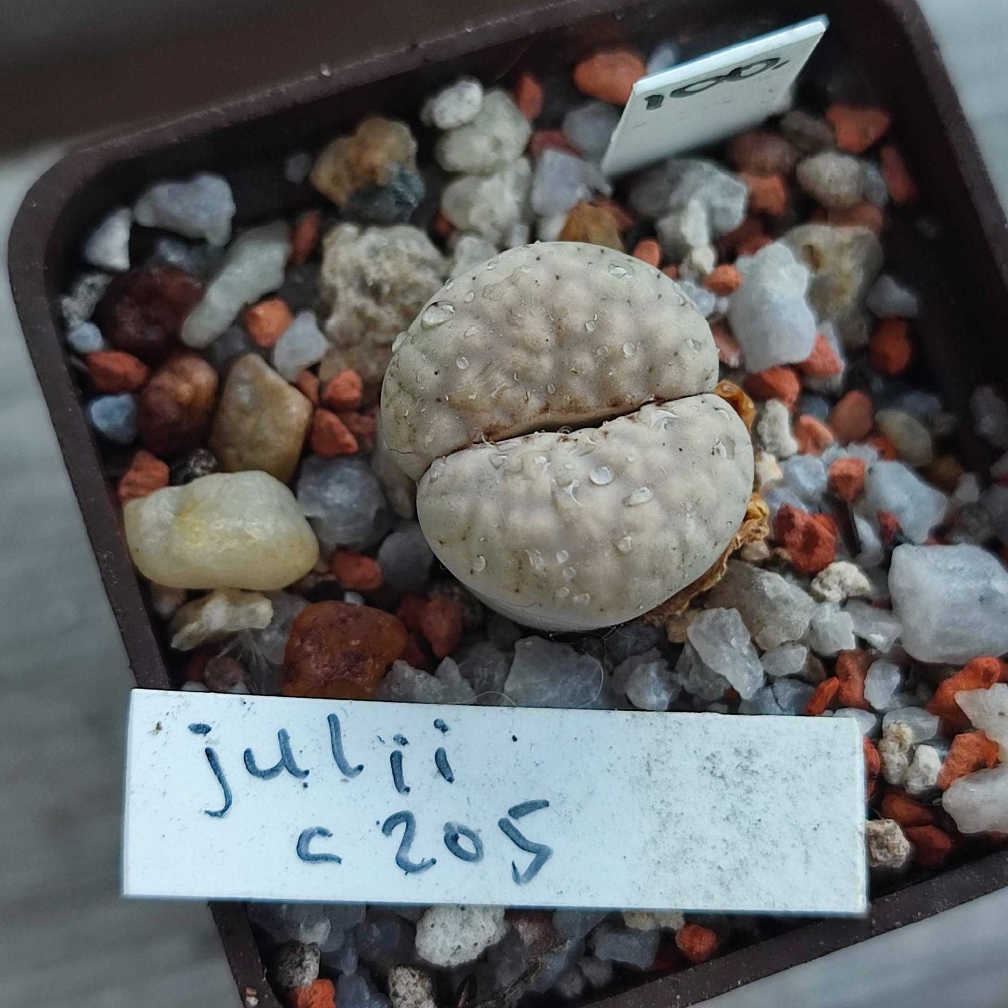 lithops julii C205