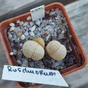lithops ruschiorum
