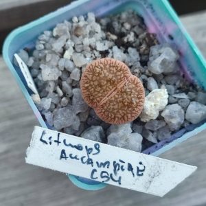 lithops aucampiae c54