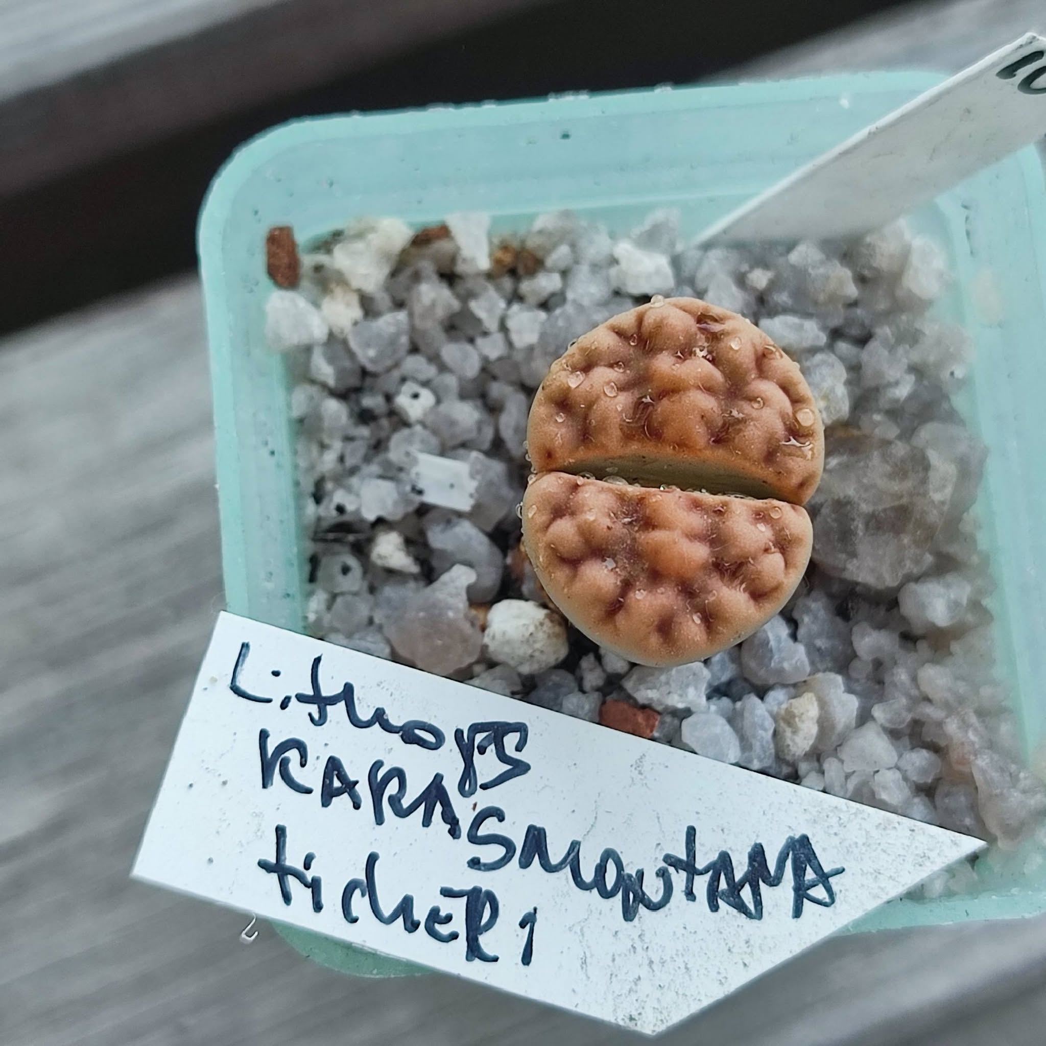 lithops karasmontana ticheri