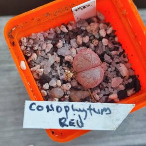 conophytum red