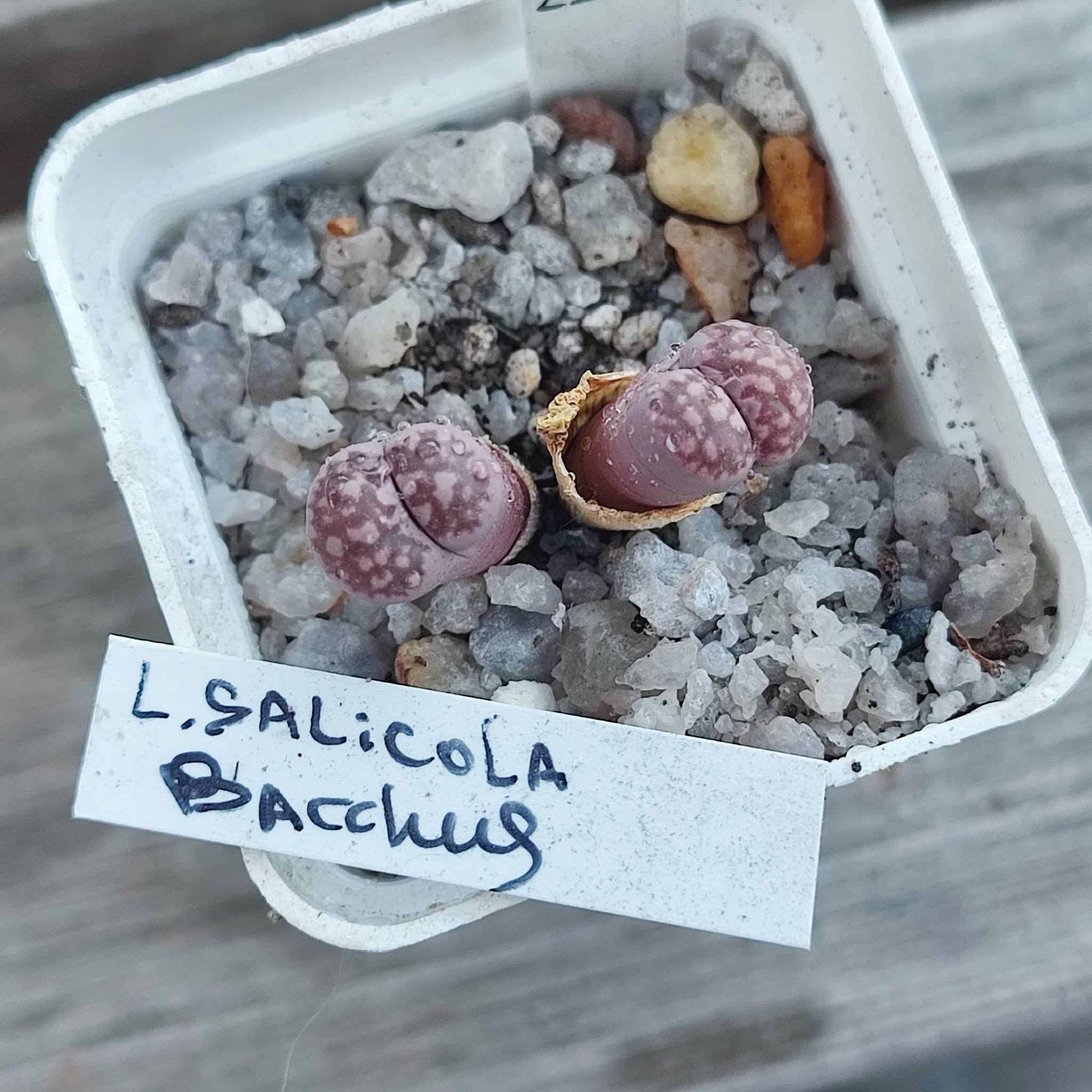 lithops salicola Bacchus