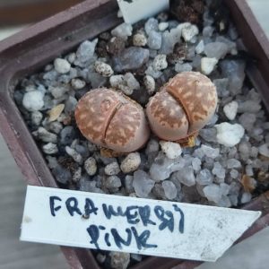 lithopd framersii pink