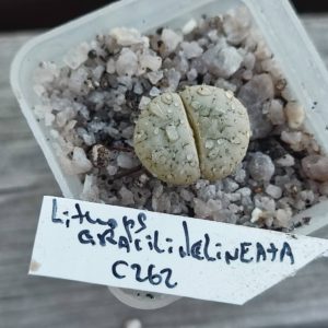 lithops gracilidelineata c262