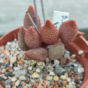 Adromischus Marianae herrei Vaalkraans