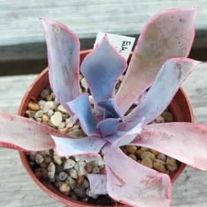 Echeveria Afterglow
