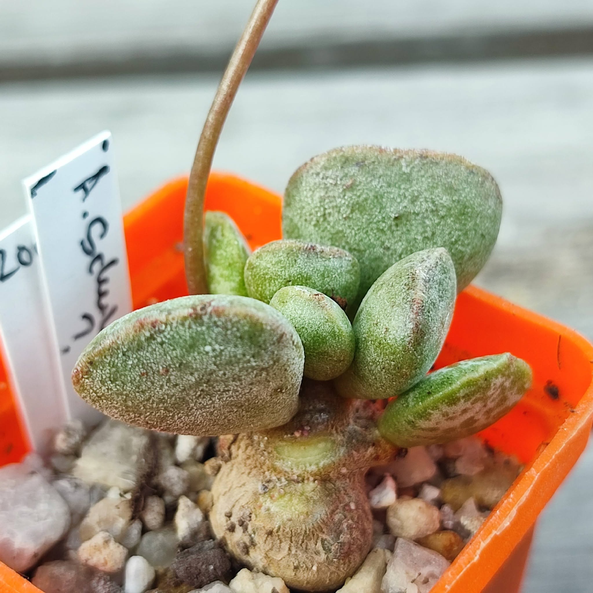 Adromischus schuldtianus має вже каудекс