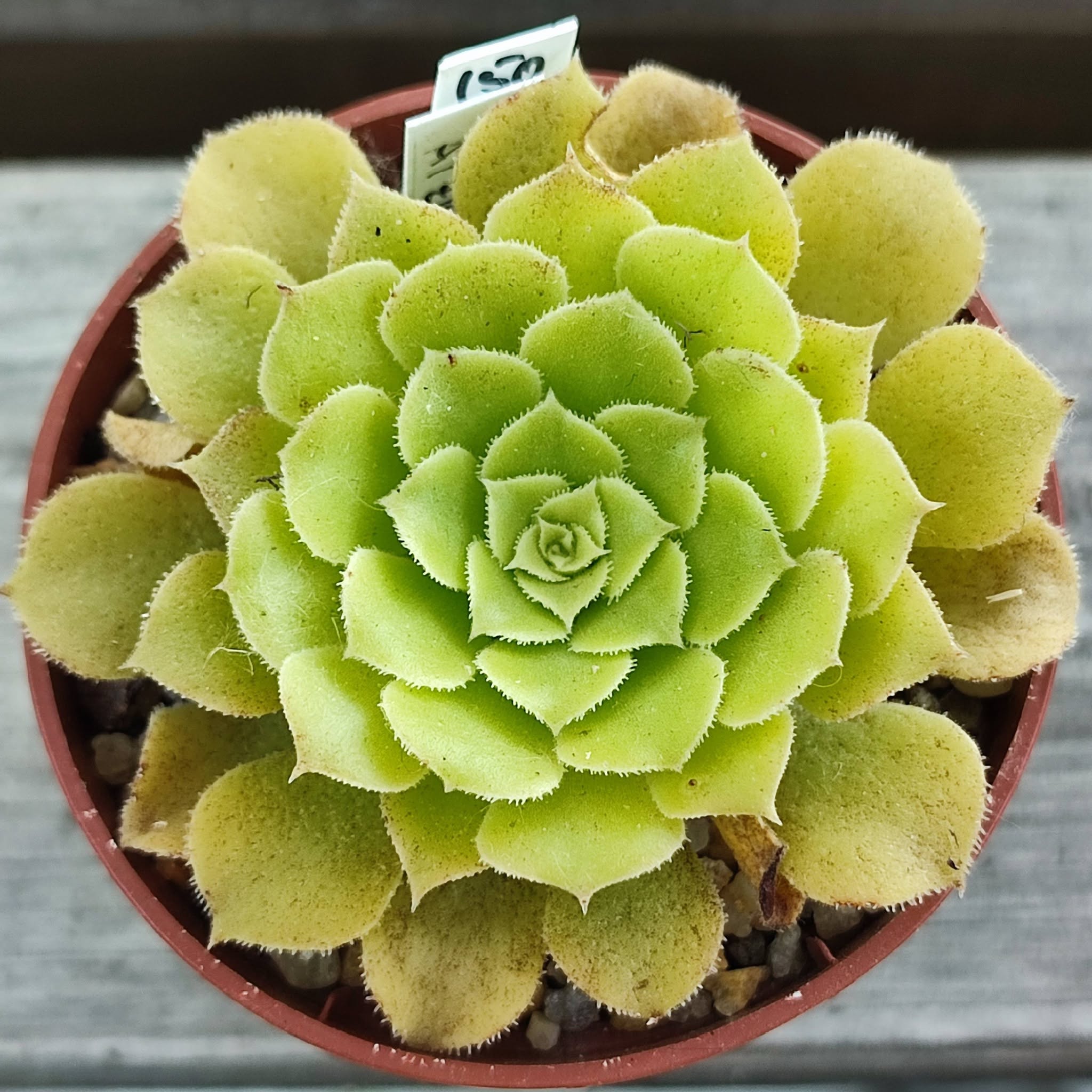 Aeonium Aizoon