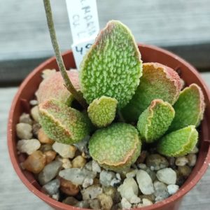 Adromischus Marianae Limax Orión