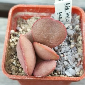 adromischus Hallii Aurus