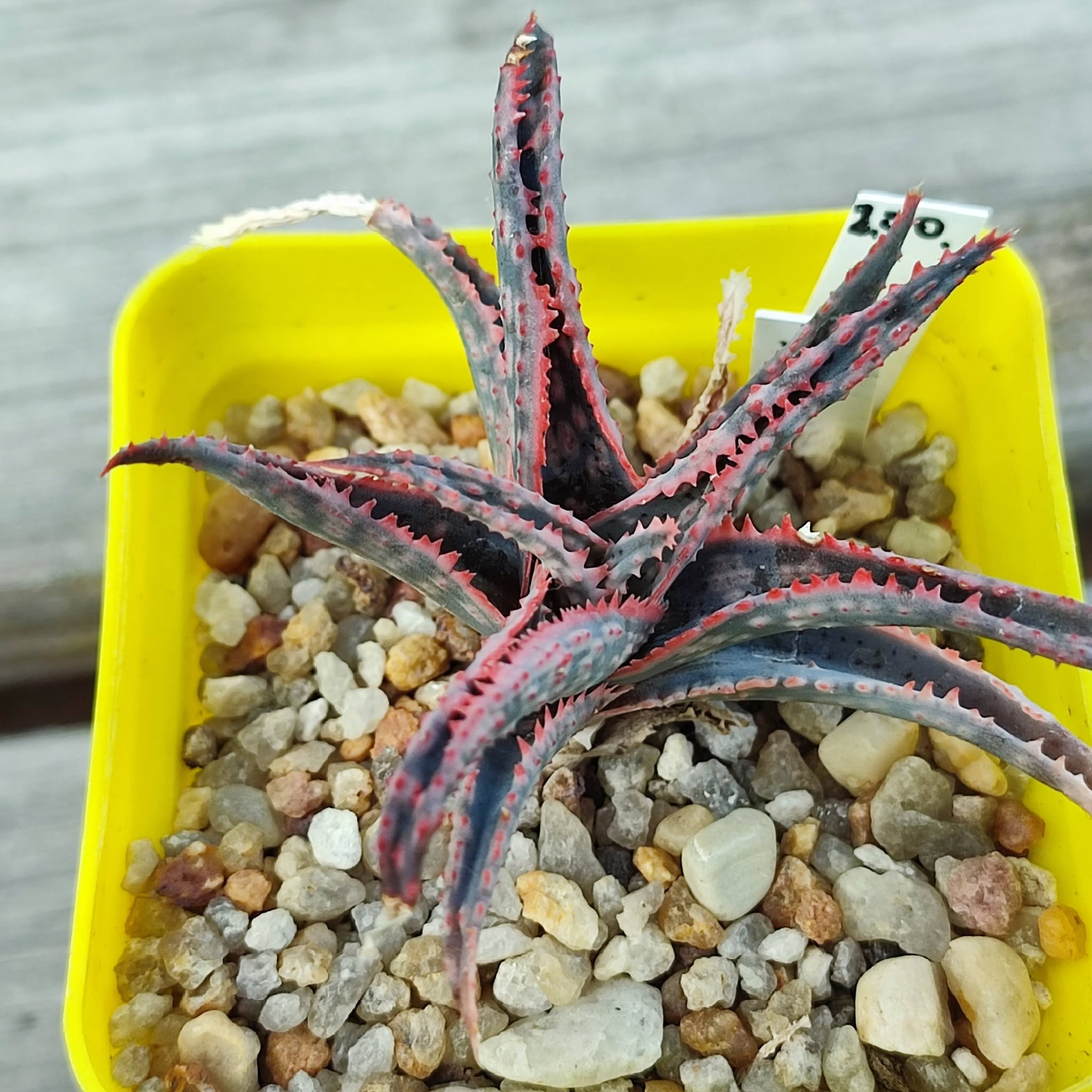 Aloe selection