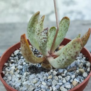 Adromischus Mammillaris PVB2119