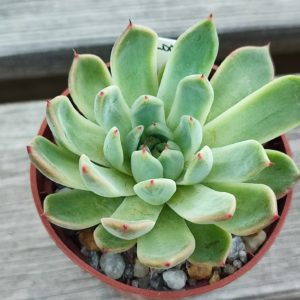 Echeveria La Joya