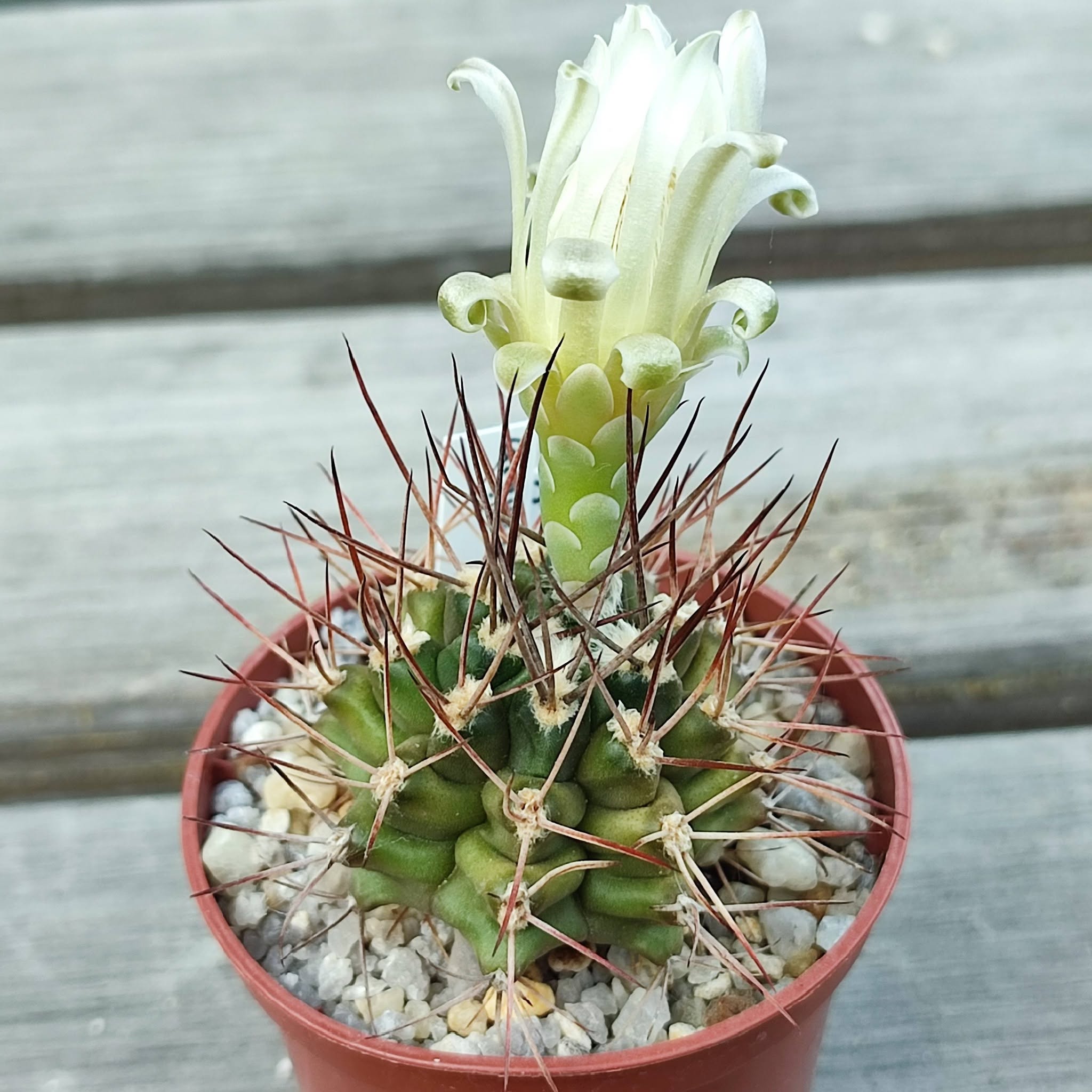 Gymnocalycium pungens