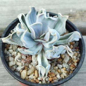 Echeveria thriller pearl