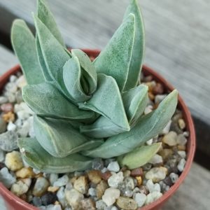 Crassula falcata