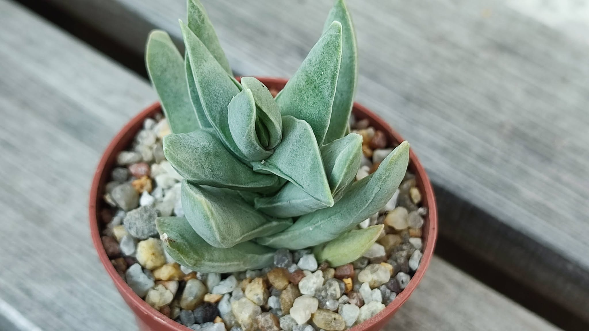 Crassula falcata