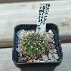 lobivia arachnoidea R186