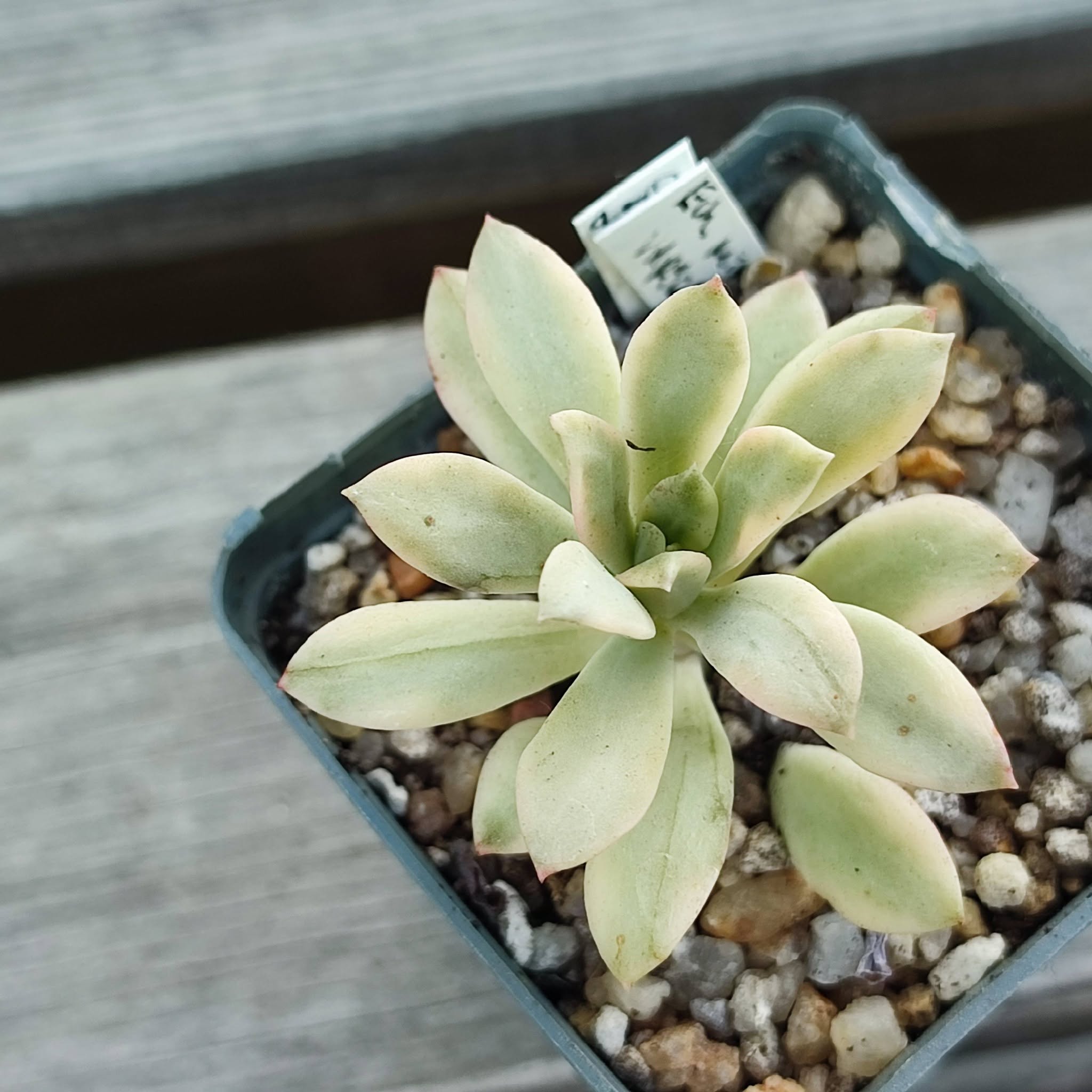 Echeveria minibelle variegata