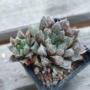Haworthia mirroball