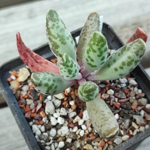 Adromischus Cooperi white