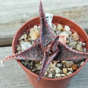 Aloe selection