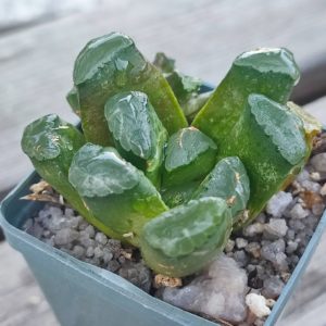 Haworthia maughanii hybrid