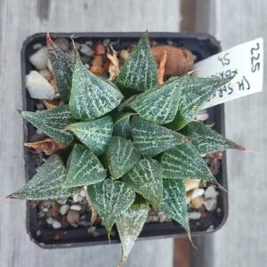 Haworthia multi hybrid