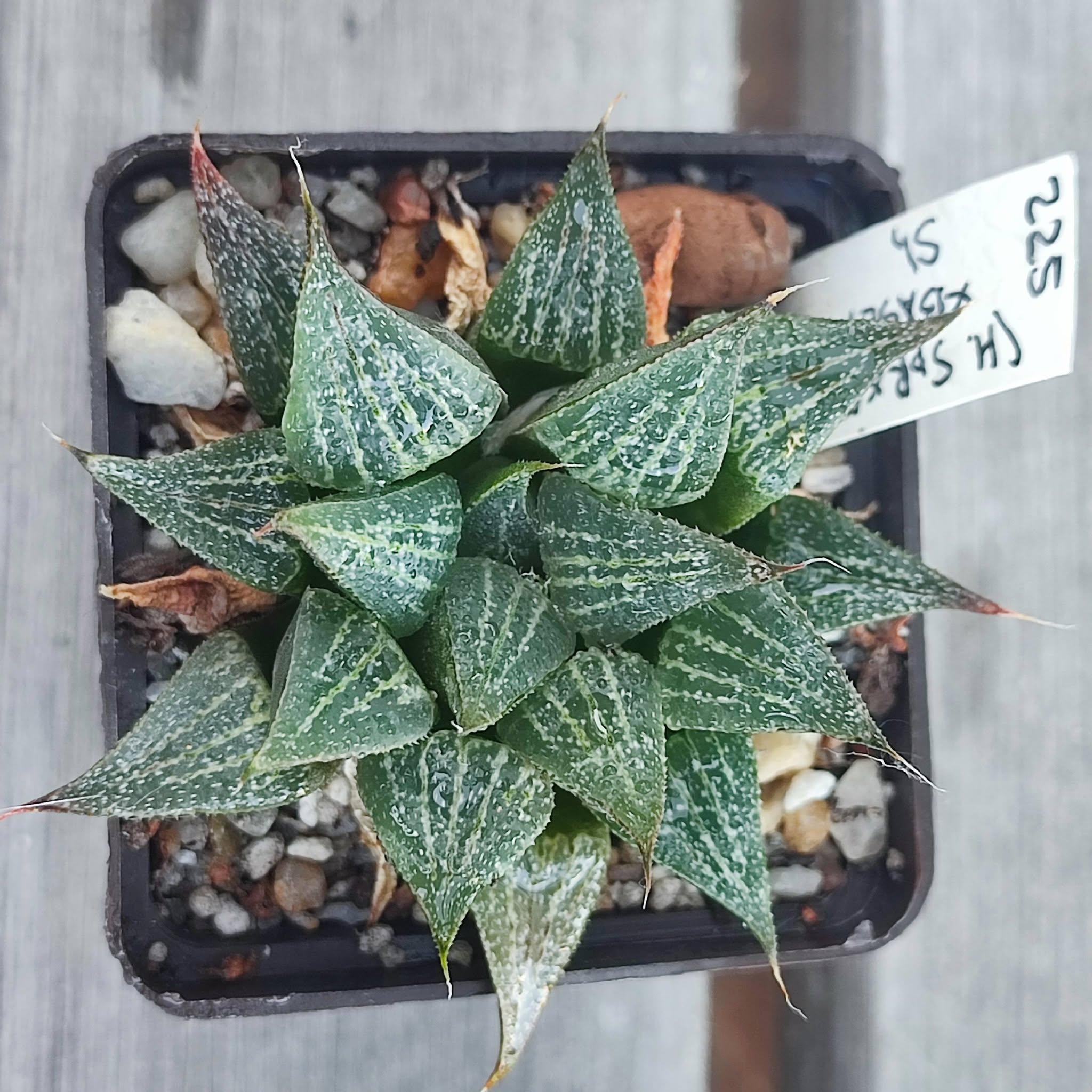 Haworthia multi hybrid