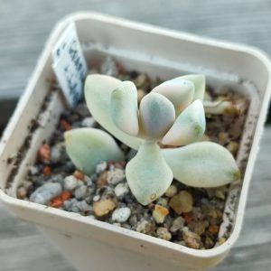 Graptoveria titubans variegata 1